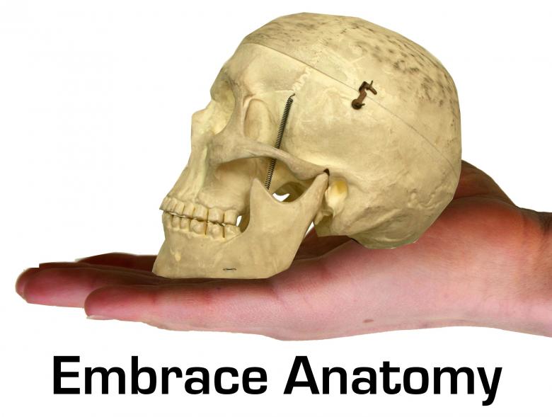 Free stock image of Anatomy created by massagenerd