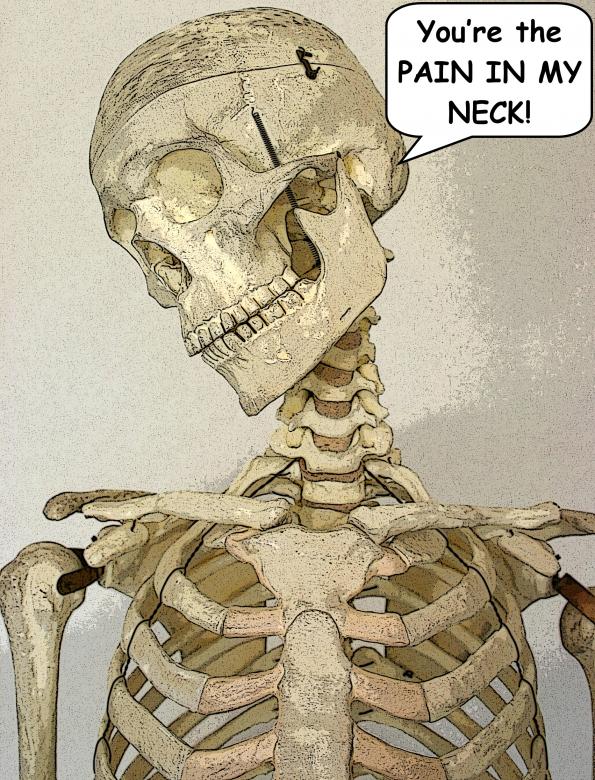 Free stock image of Skeleton created by massagenerd