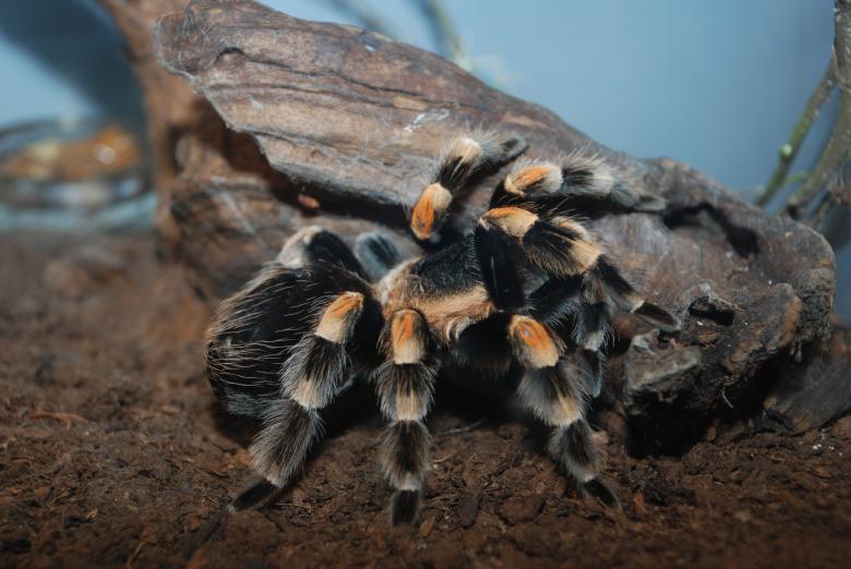 Free stock image of Spider created by Jeremy Kern