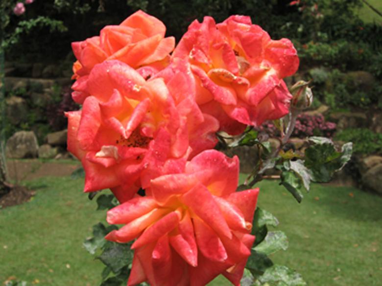 Free stock image of Flower - Roses created by Nirodha Abeywardana