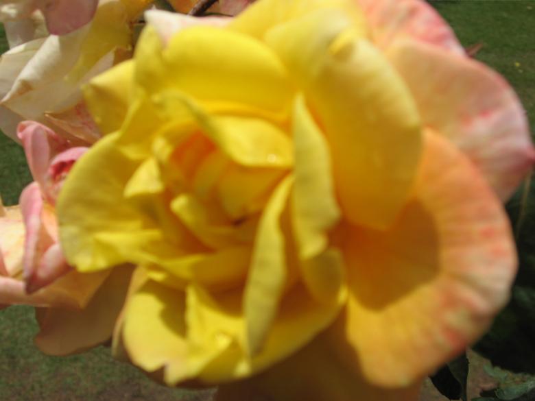 Free stock image of Flower - Rose created by Nirodha Abeywardana