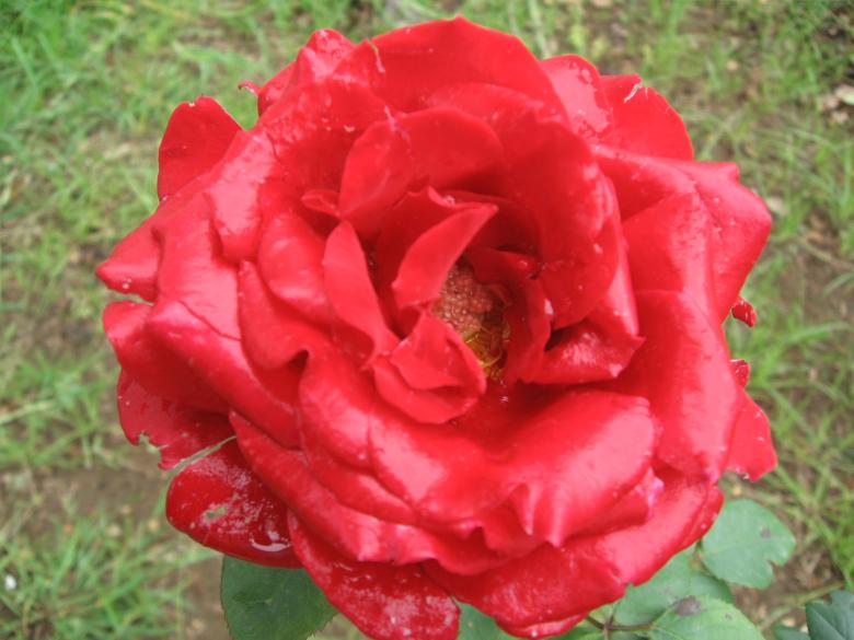 Free stock image of Flower - Roses created by Nirodha Abeywardana
