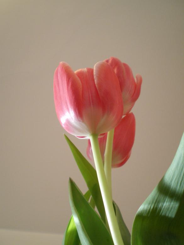 Free stock image of Tulip created by Francis Windram