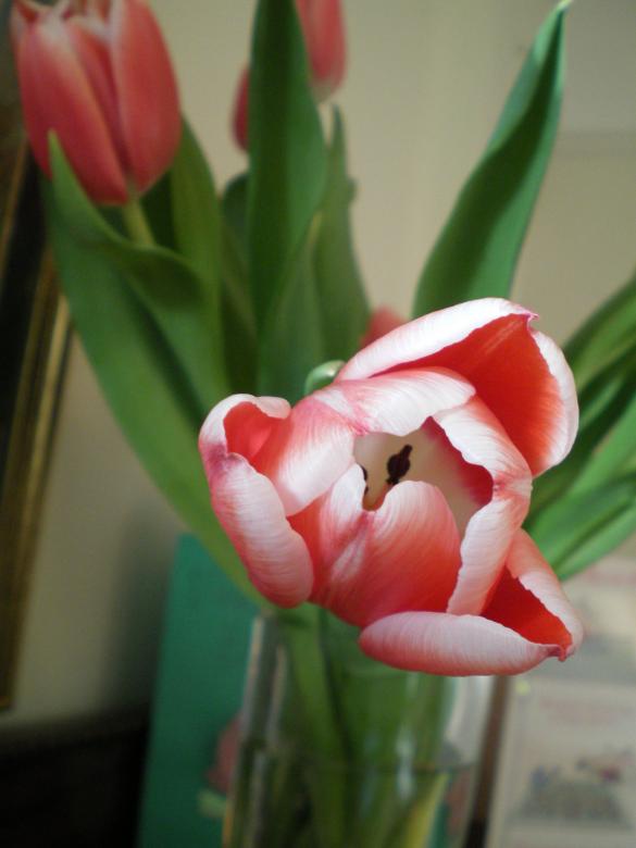 Free stock image of Tulip created by Francis Windram
