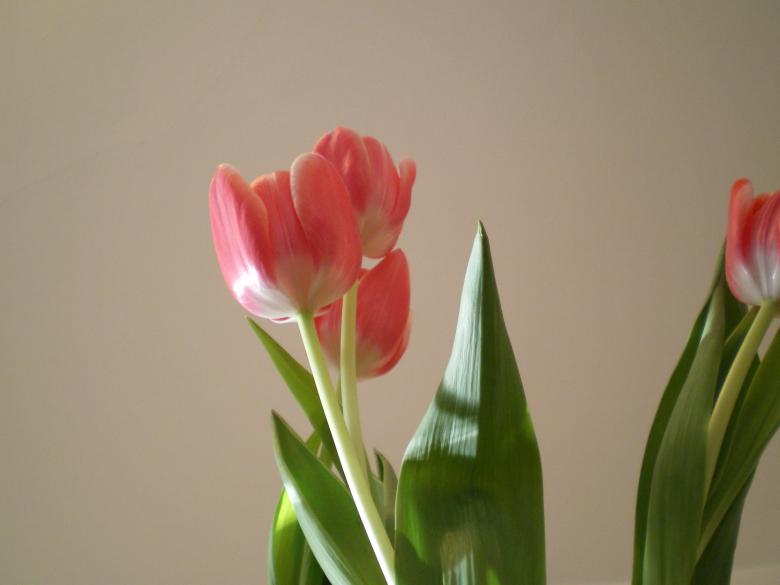 Free stock image of Tulip created by Francis Windram