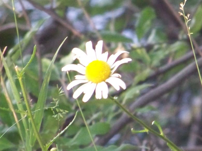 Free stock image of Daisy Flower created by Nirodha Abeywardana