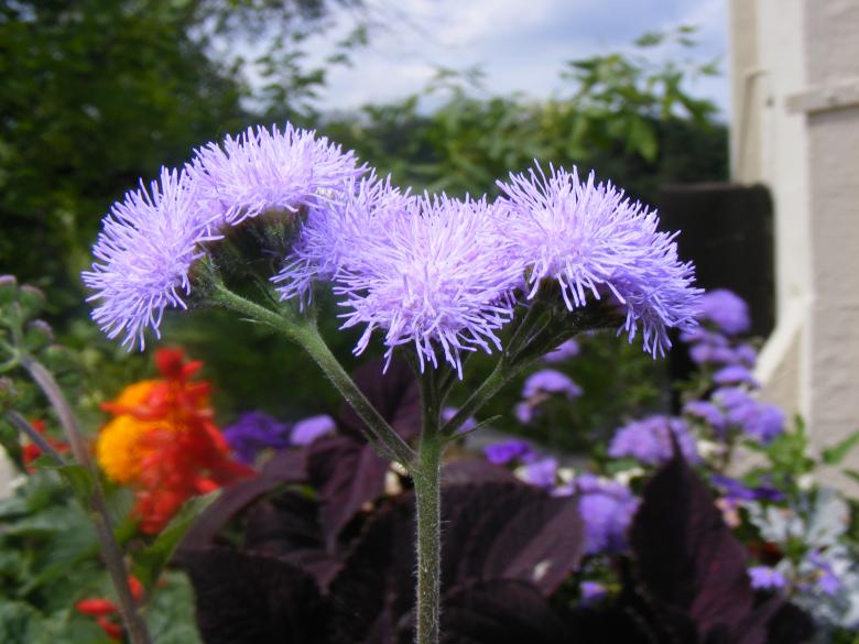 Free stock image of Little Blue Flowers created by JannaR