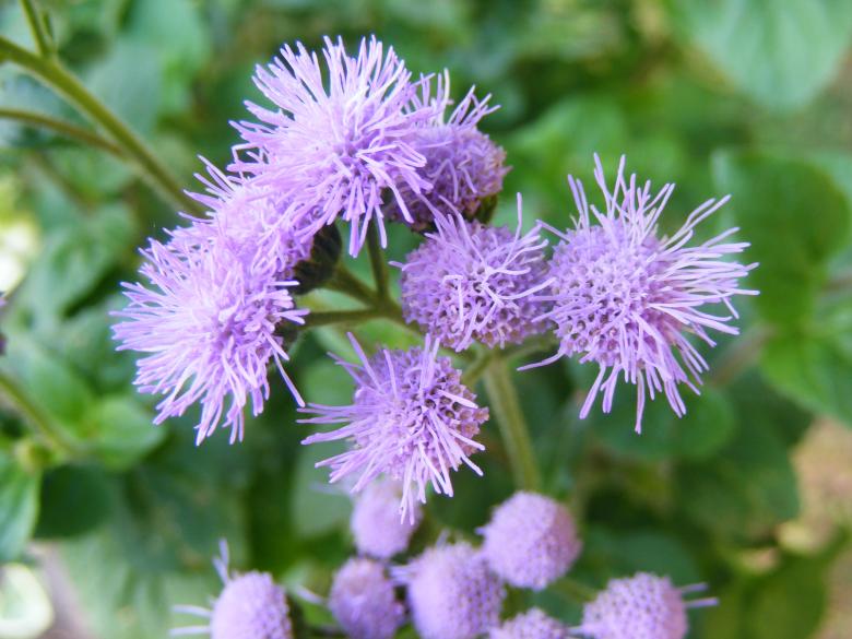 Free stock image of Little Blue Flowers created by JannaR