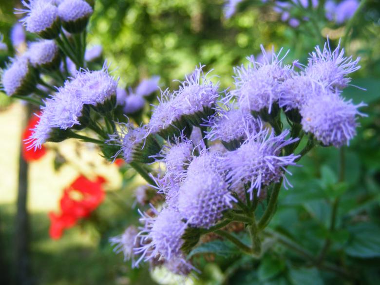 Free stock image of Little Blue Flowers created by JannaR