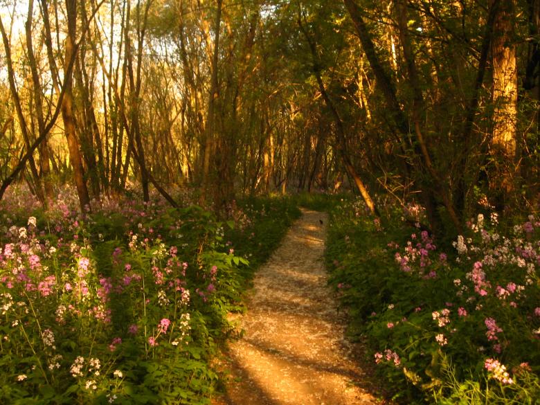 Free stock image of Path in woods created by Brad