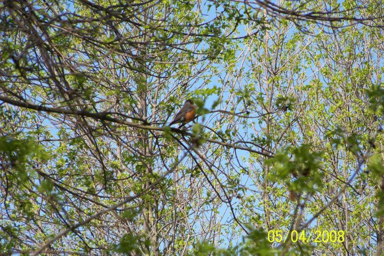 Free stock image of Bird created by Nirodha Abeywardana