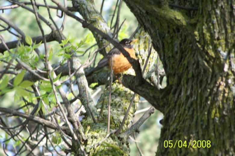 Free stock image of Bird created by Nirodha Abeywardana