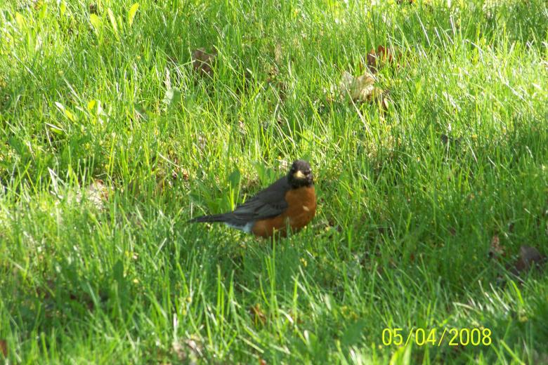 Free stock image of Bird created by Nirodha Abeywardana