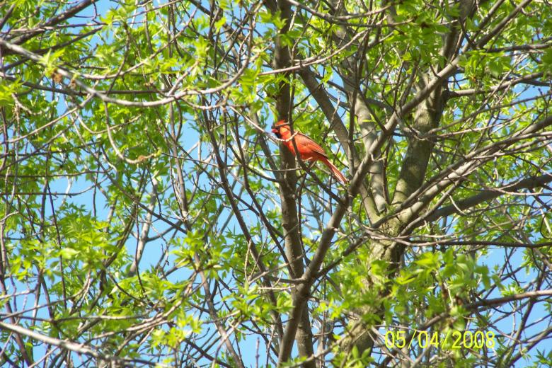 Free stock image of Bird created by Nirodha Abeywardana