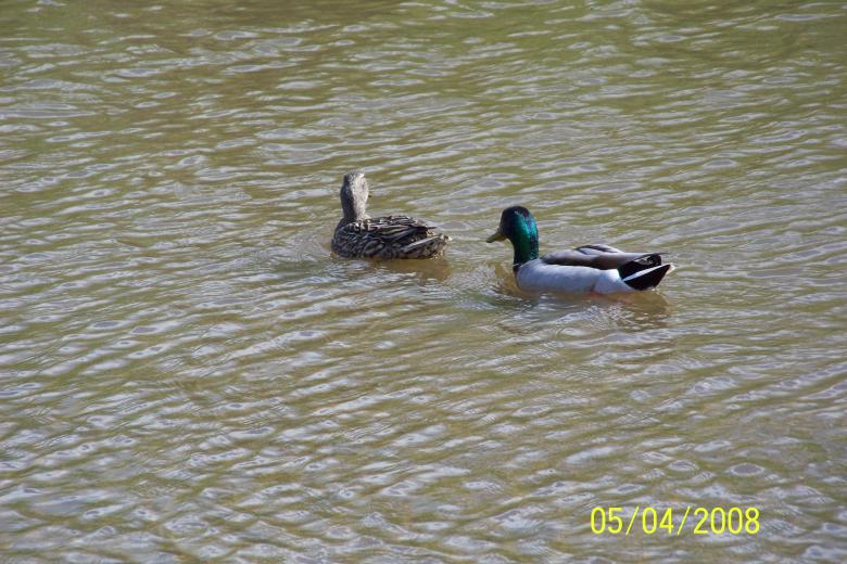 Free stock image of Ducks created by Nirodha Abeywardana