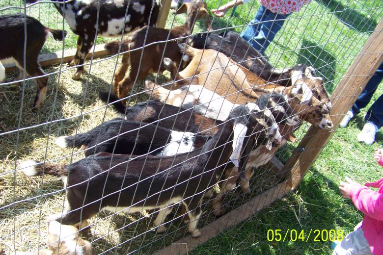 Free stock image of Hungry Goats created by Nirodha Abeywardana