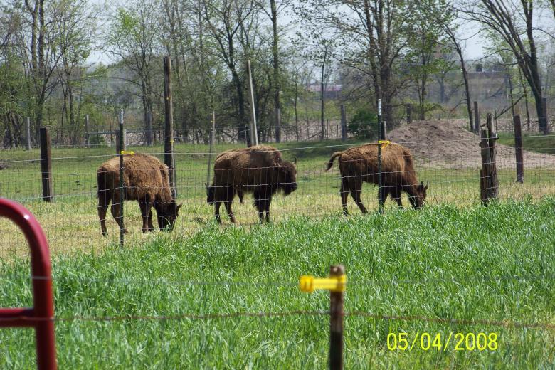 Free stock image of Bison created by Nirodha Abeywardana