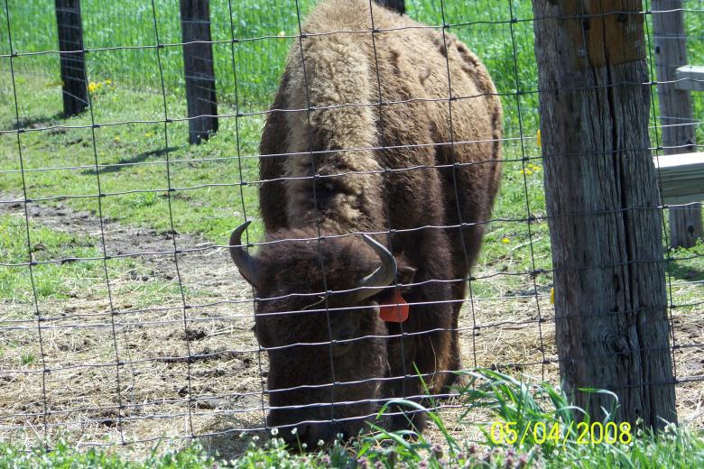 Free stock image of Bison created by Nirodha Abeywardana