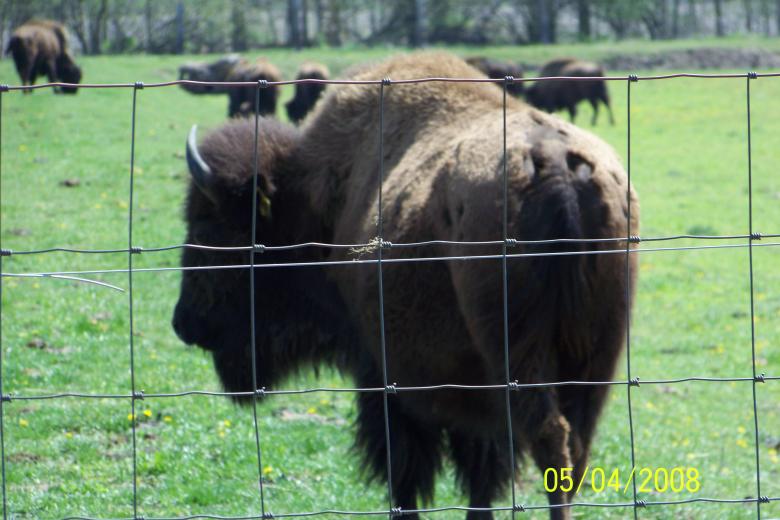 Free stock image of Bison created by Nirodha Abeywardana