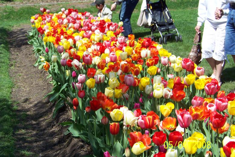 Free stock image of Tulips created by Nirodha Abeywardana