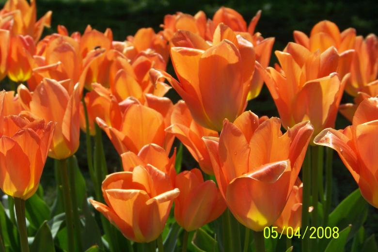 Free stock image of Orange Tulips created by Nirodha Abeywardana