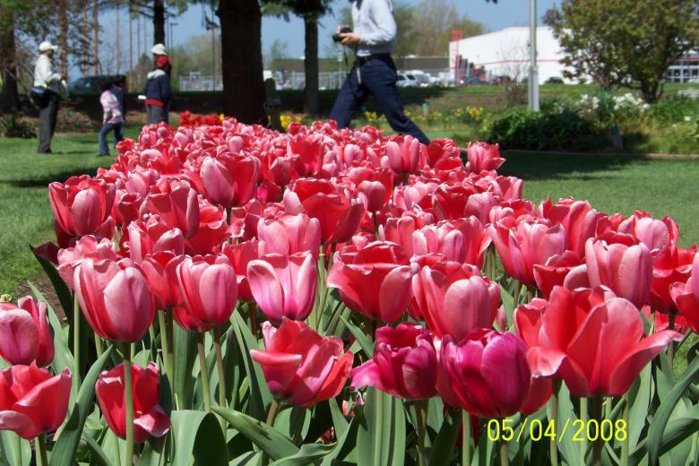 Free stock image of Pink tulips created by Nirodha Abeywardana