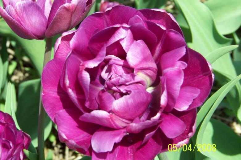 Free stock image of Pink tulip created by Nirodha Abeywardana