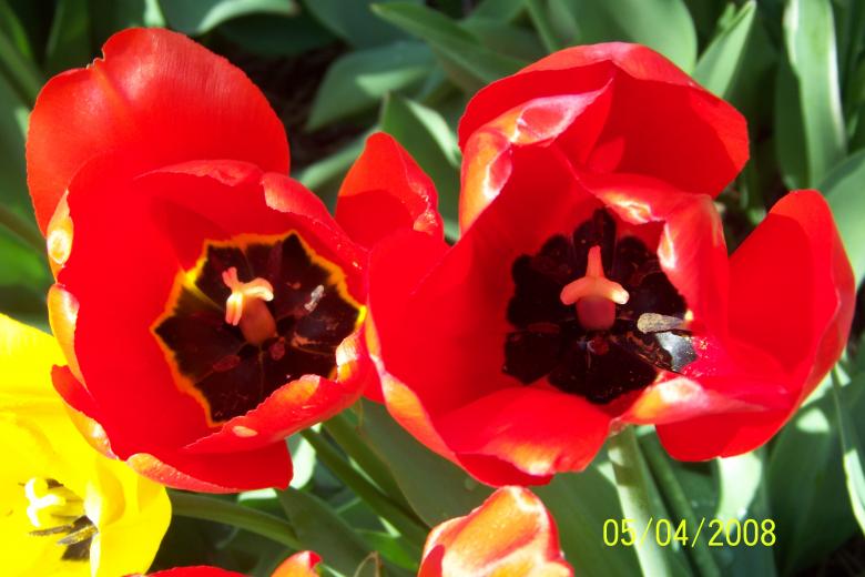 Free stock image of Red Flowers created by Nirodha Abeywardana