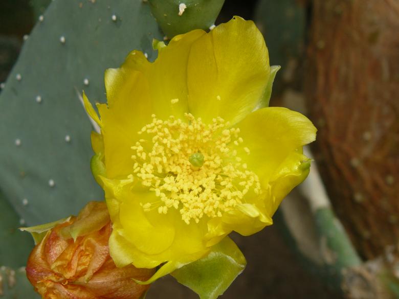 Free stock image of Yellow Flower created by Nirodha Abeywardana