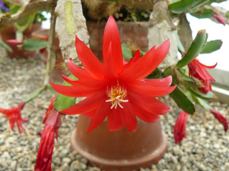 Free stock image of Red Flowers created by Nirodha Abeywardana