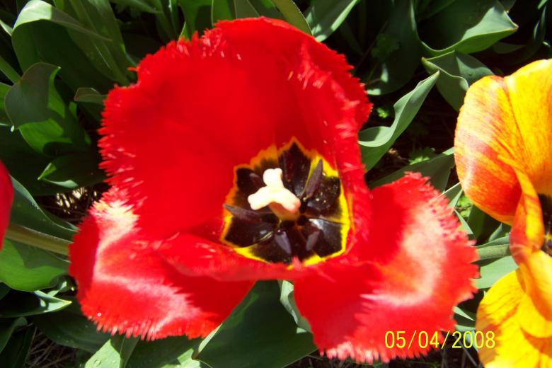 Free stock image of Red Flower created by Nirodha Abeywardana