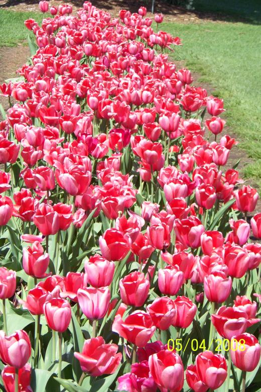 Free stock image of Pink tulips created by Nirodha Abeywardana