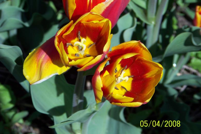 Free stock image of Flowers created by Nirodha Abeywardana