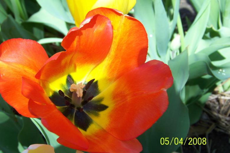 Free stock image of Orange Flower created by Nirodha Abeywardana