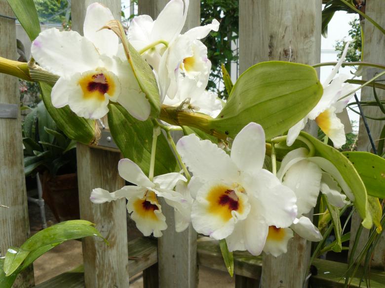 Free stock image of White Flowers created by Nirodha Abeywardana
