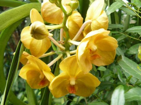 Yellow Flowers