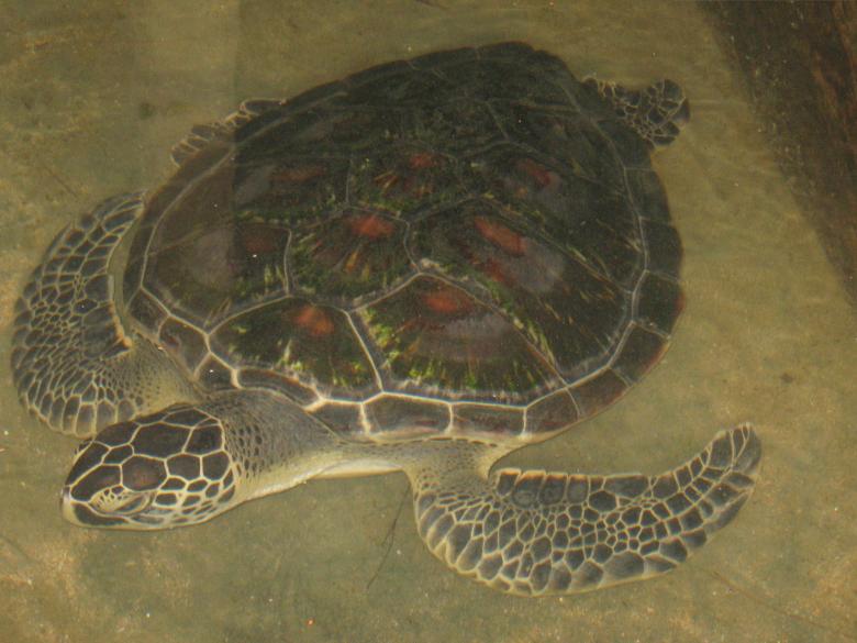 Free stock image of Turtle created by Nirodha Abeywardana