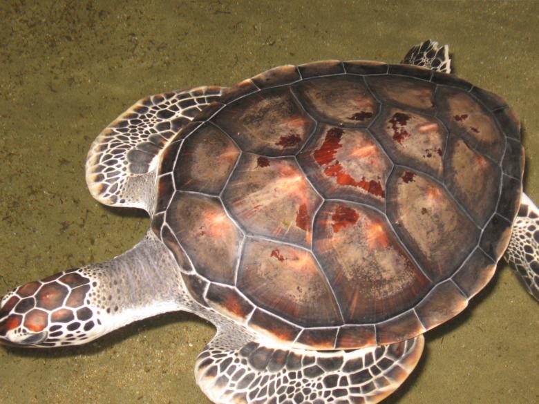 Free stock image of Turtle created by Nirodha Abeywardana