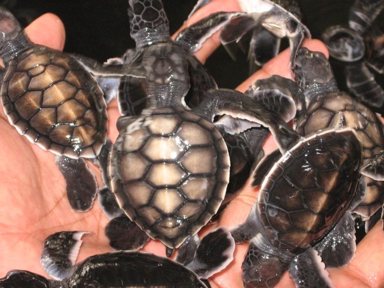Free stock image of Baby Turtles created by Nirodha Abeywardana