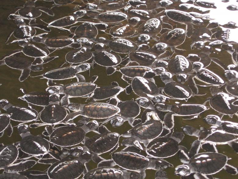 Free stock image of Baby Turtles created by Nirodha Abeywardana