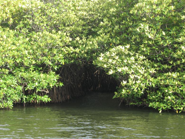 Free stock image of Mangroves created by Nirodha Abeywardana
