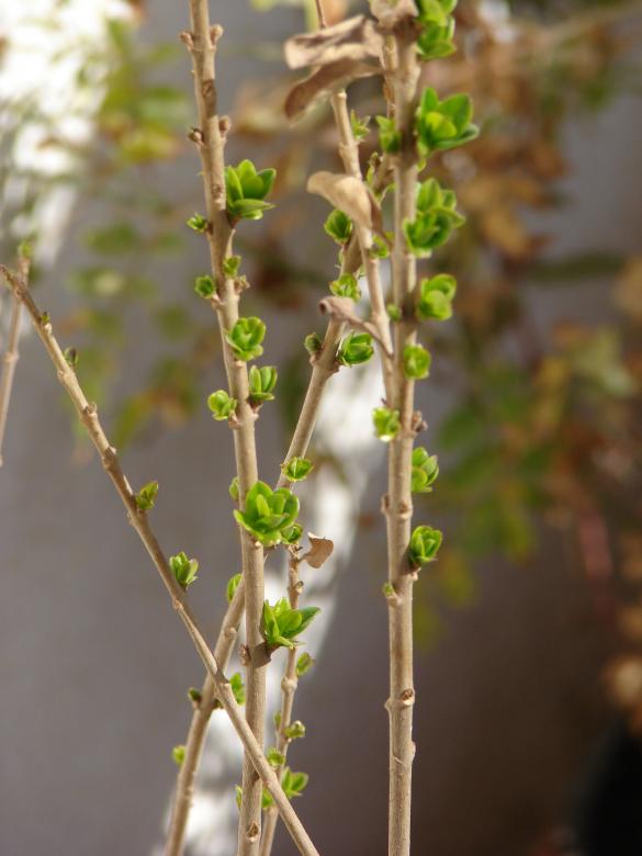 Free stock image of Growing plant created by Tamer Fahmy