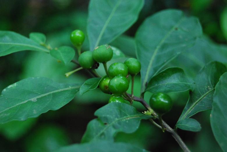 Free stock image of Green plant with berries created by Rhema Prabhata