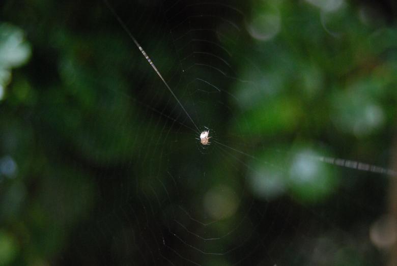 Free stock image of Small spider created by Rhema Prabhata
