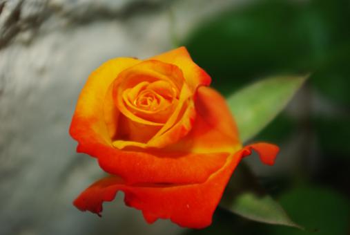 Orange rose - Free Stock Photo