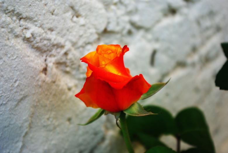 Free stock image of Orange rose created by Gezelle