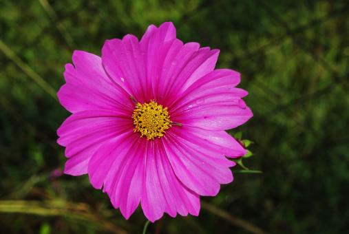 Purple flower - Free Stock Photo