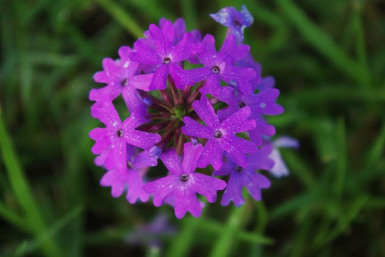 Free stock image of Purple flower created by Gezelle