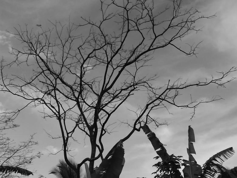 Free stock image of Tree with no leafs created by gon morino