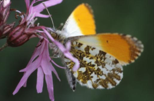 Free Stock Photo of Butterfly